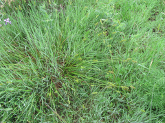 Carex muehlenbergii