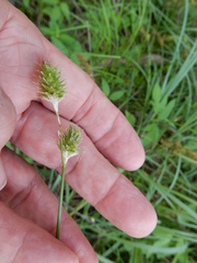 Carex reniformis