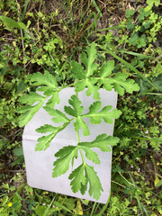 Polytaenia