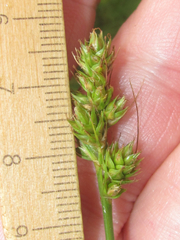 Carex muehlenbergii