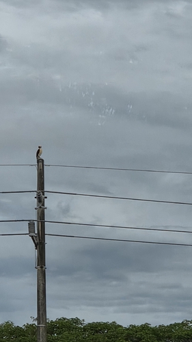 Laughing Falcon