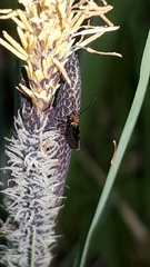 Micropterix