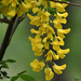 Common Laburnum - Photo (c) josefwirth, some rights reserved (CC BY-NC), uploaded by josefwirth