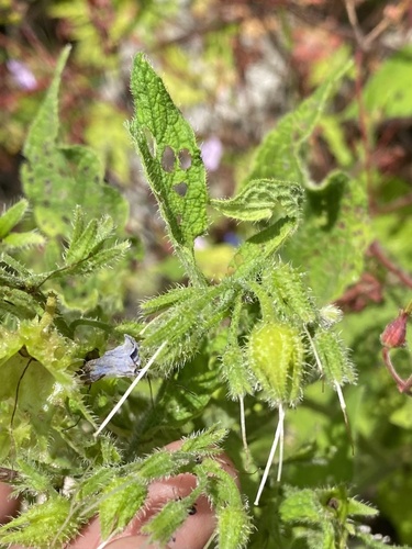 Symphytum asperum, photograph 2