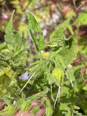 Symphytum asperum, photograph (c) Илья Руденко, some rights reserved (CC BY)