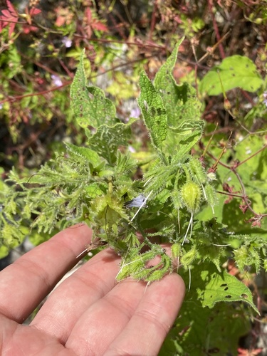 Symphytum asperum, photograph 3