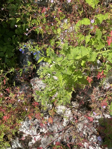 Symphytum asperum, photograph 4