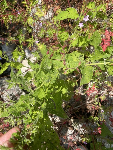 Symphytum asperum, photograph 6