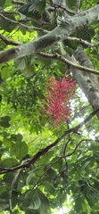 Hollandaea sayeriana