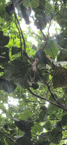 Hollandaea sayeriana, photograph 2