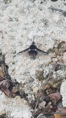 Bombylius pygmaeus