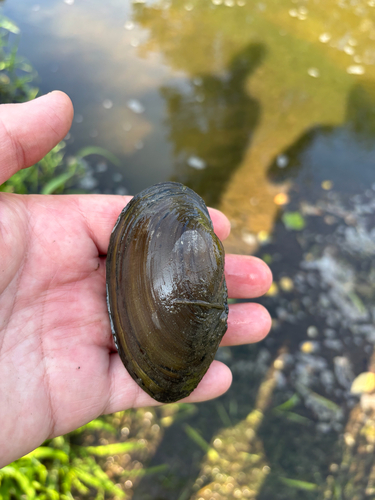 iNaturalist observation photo of Utterbackia