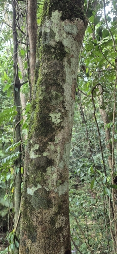 Hollandaea sayeriana, photograph 5