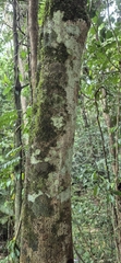 Hollandaea sayeriana, photograph (c) Evert Materman, some rights reserved (CC BY-SA)