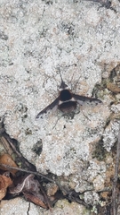 Bombylius pygmaeus