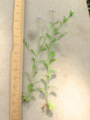 Chaetopappa bellidifolia