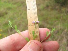 Chaetopappa bellidifolia