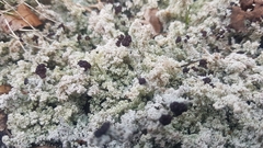 Stereocaulon dactylophyllum