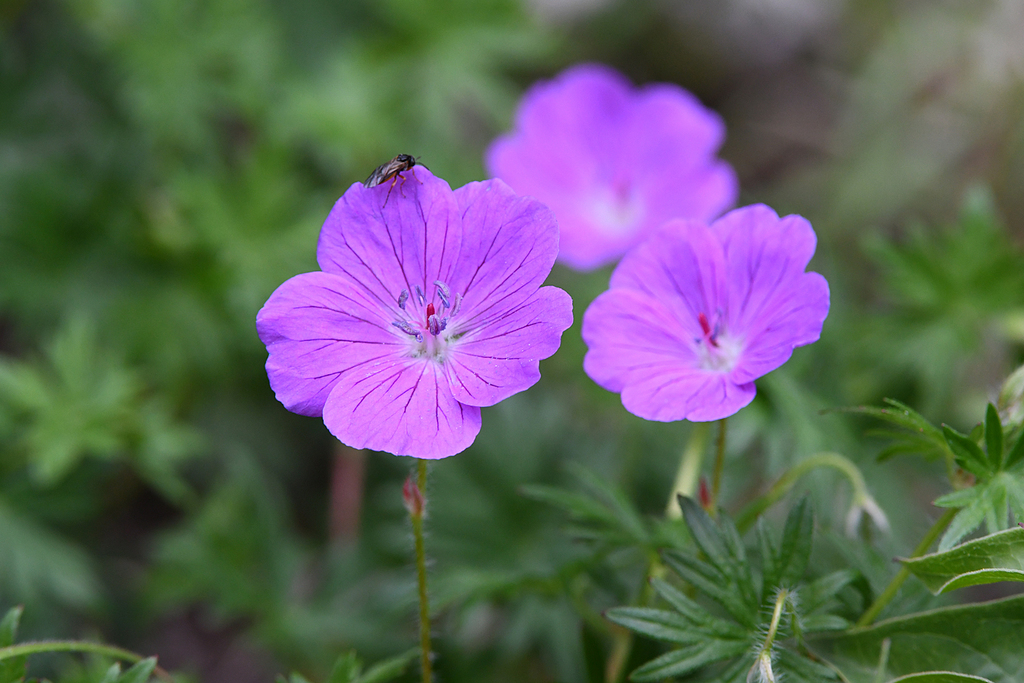 Geranium sanguineum