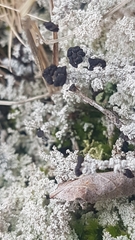 Stereocaulon dactylophyllum