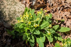 Primula elatior