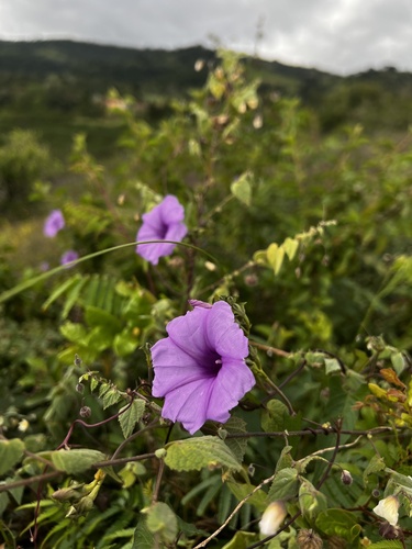 Ipomoea bahiensis