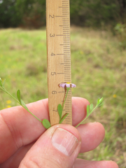 Chaetopappa bellidifolia