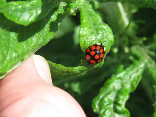 iNaturalist observation photo of Asian Lady Beetle