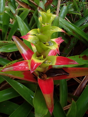 Guzmania squarrosa