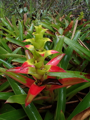 Guzmania squarrosa, photograph (c) Nolan Exe, some rights reserved (CC BY)