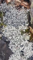 Stereocaulon dactylophyllum