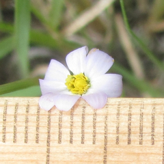 Chaetopappa bellidifolia