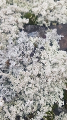 Stereocaulon dactylophyllum