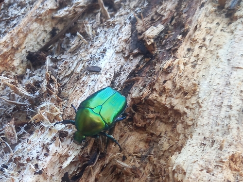 Protaetia affinis