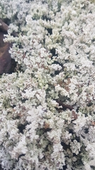 Stereocaulon dactylophyllum