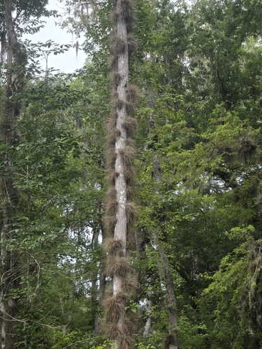 Tillandsia bartramii, photograph 3