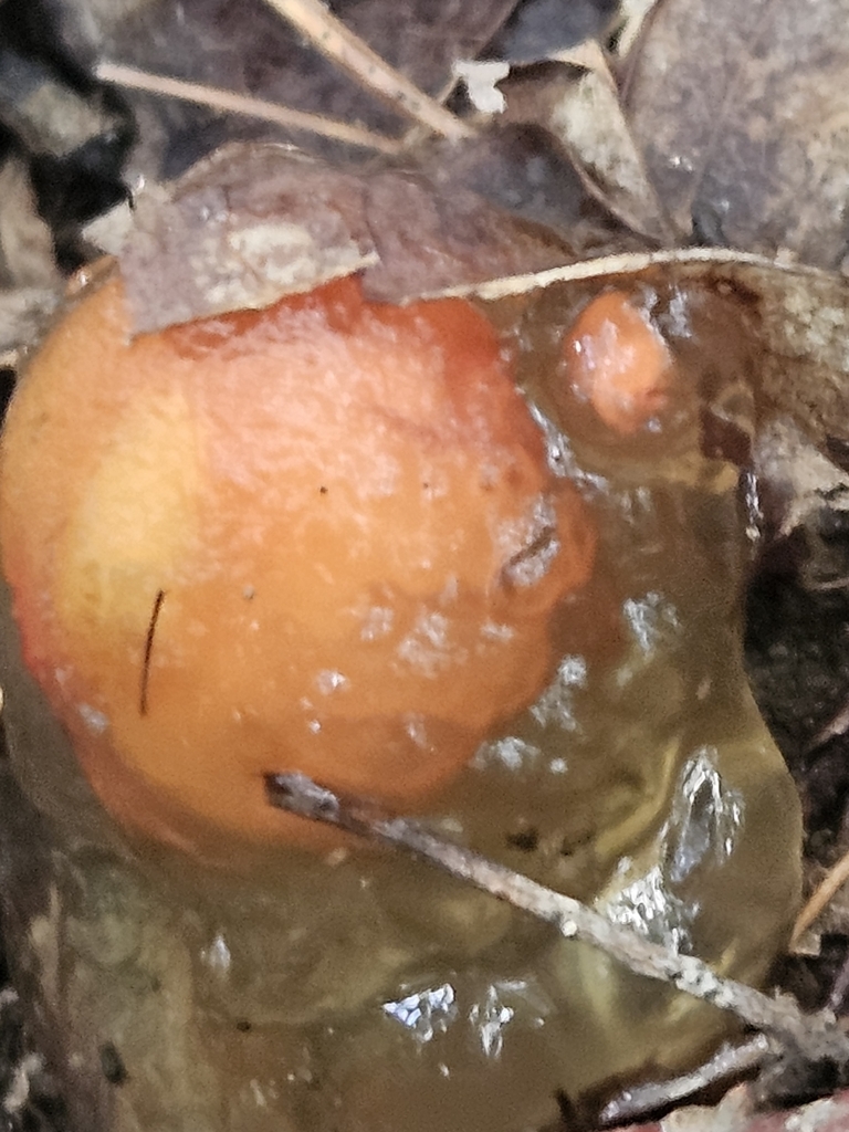 stalked puffball-in-aspic · August 2026 · photo: Photo: (c) willingarden, some rights reserved (CC BY) · iNaturalist