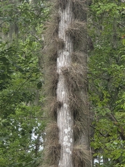 (c) Scott Allen Davis, some rights reserved (CC BY) Tillandsia bartramii, photograph (c) Scott Allen Davis, some rights reserved (CC BY)