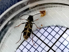 Xylotrechus antilope
