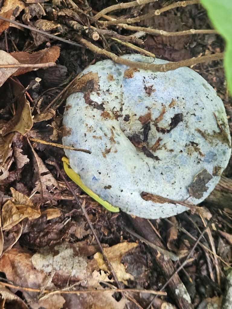 indigo milk cap · August 2026 · photo: Photo: (c) willingarden, some rights reserved (CC BY) · iNaturalist