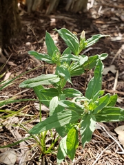 Spigelia hedyotidea