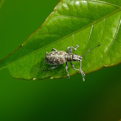 Myllocerus undecimpustulatus