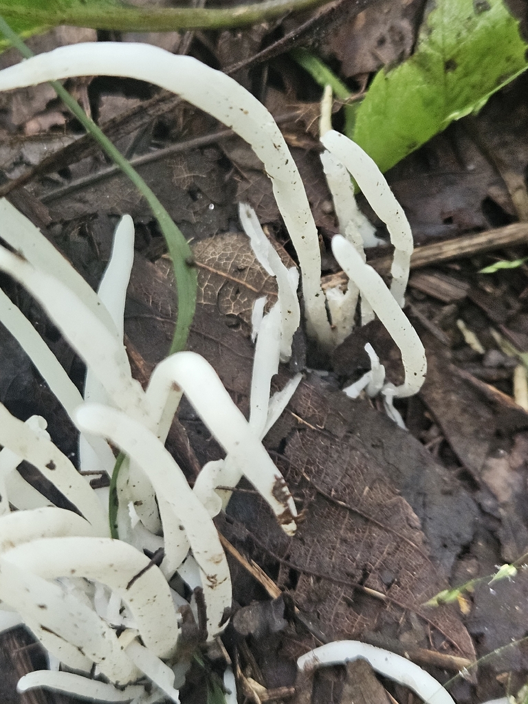 Fairy Fingers · August 2026 · photo: Photo: (c) willingarden, some rights reserved (CC BY) · iNaturalist