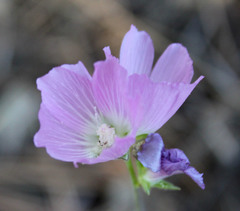 Sidalcea malviflora malviflora