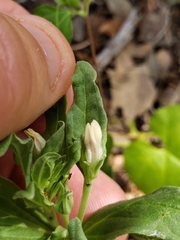 Spigelia hedyotidea