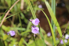 Utricularia livida