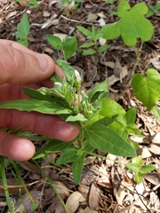 Spigelia hedyotidea