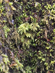 Thamnobryum alleghaniense