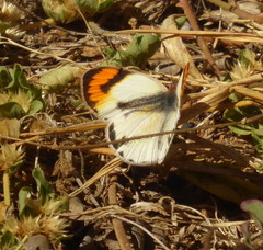 Colotis euippe
