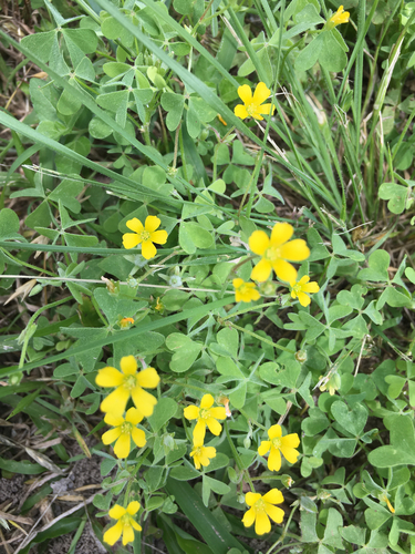 slender yellow woodsorrel (Wildflowers of Central Virginia) · iNaturalist